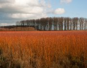 Rood riet, Windesheim  (c) Henk Melenhorst : rood riet